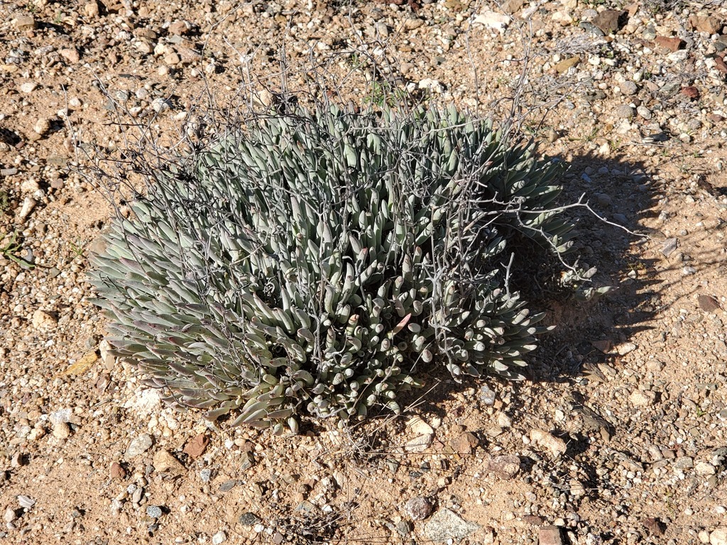 Dudleya attenuata subsp. orcuttii (Orcutt's dudleya), native California herb