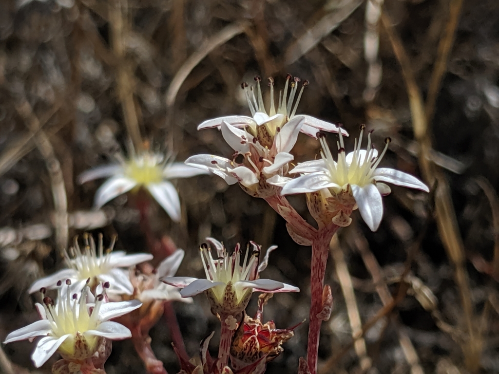Dudleya blochmaniae subsp. insularis (Santa rosa island dudleya), native California herb