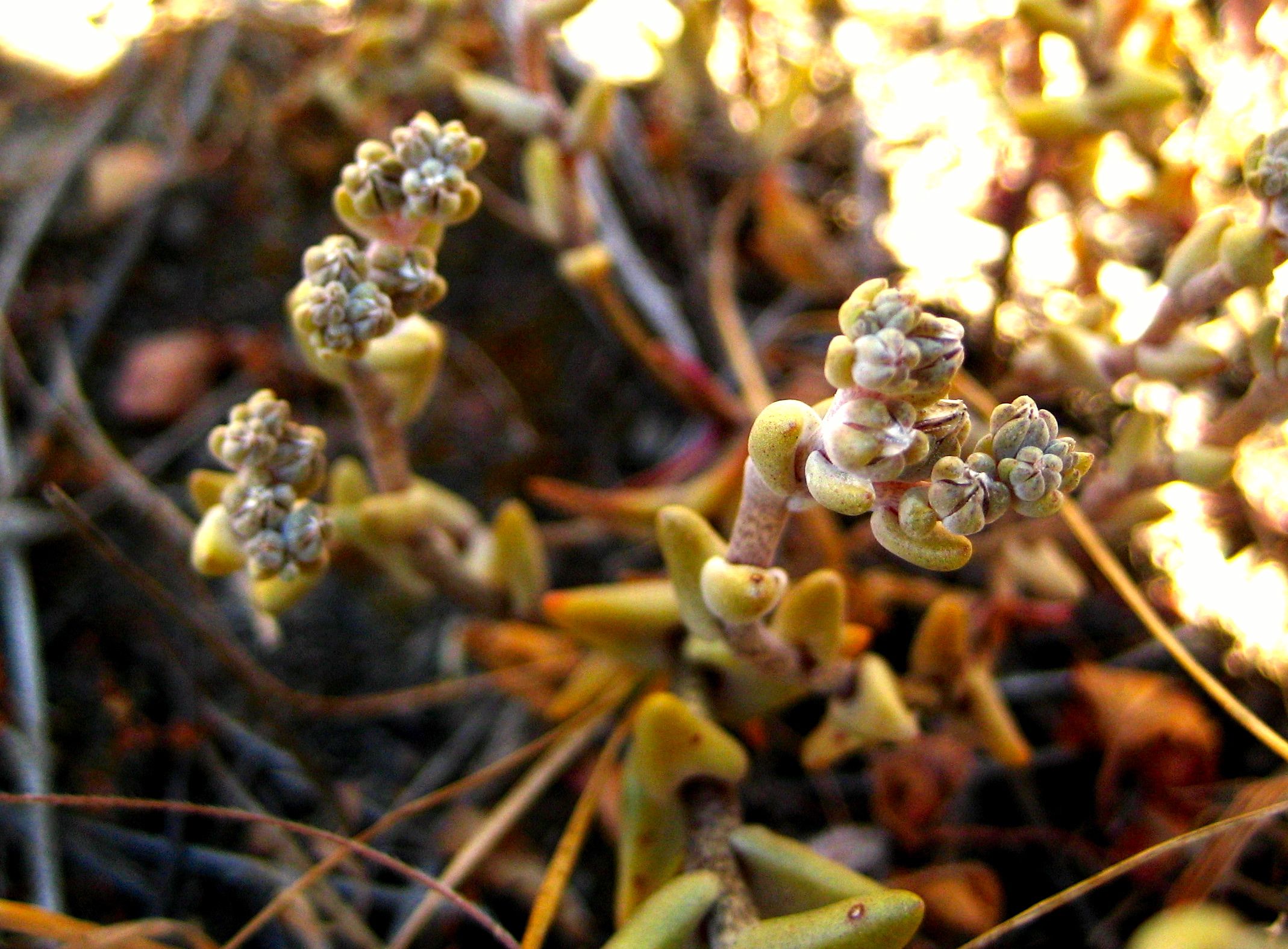 Dudleya blochmaniae (Blochman's dudleya), native California herb