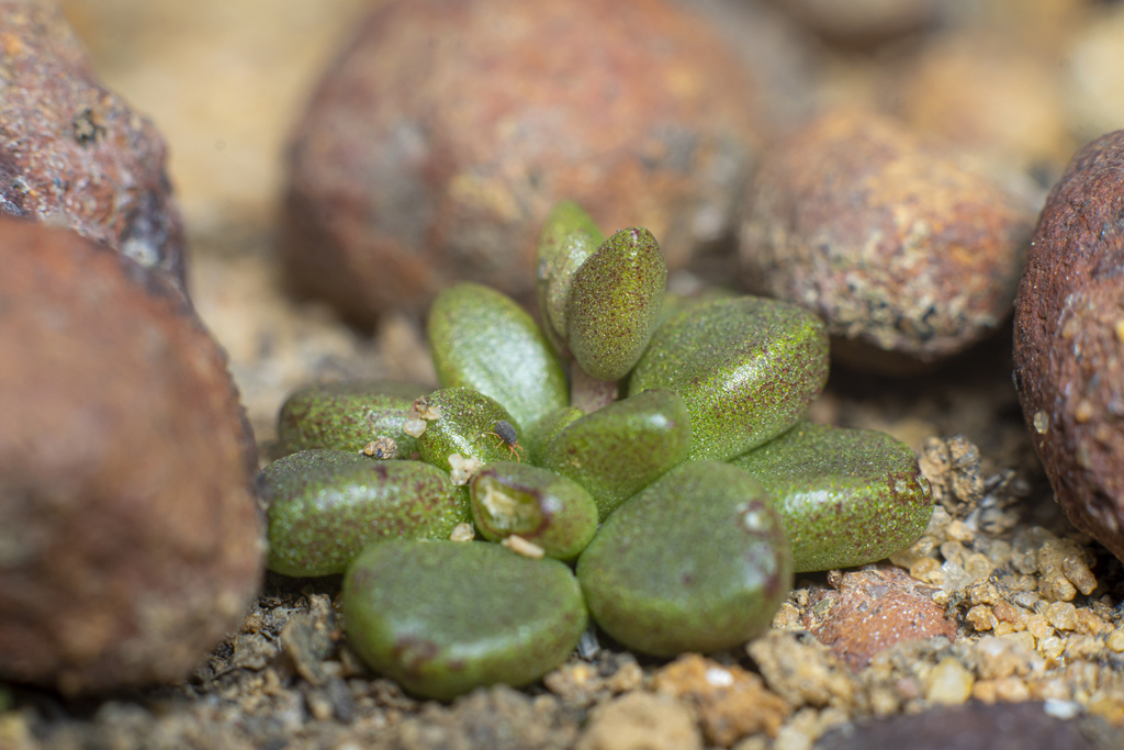 Dudleya brevifolia (Shortleaved dudleya), native California perennial