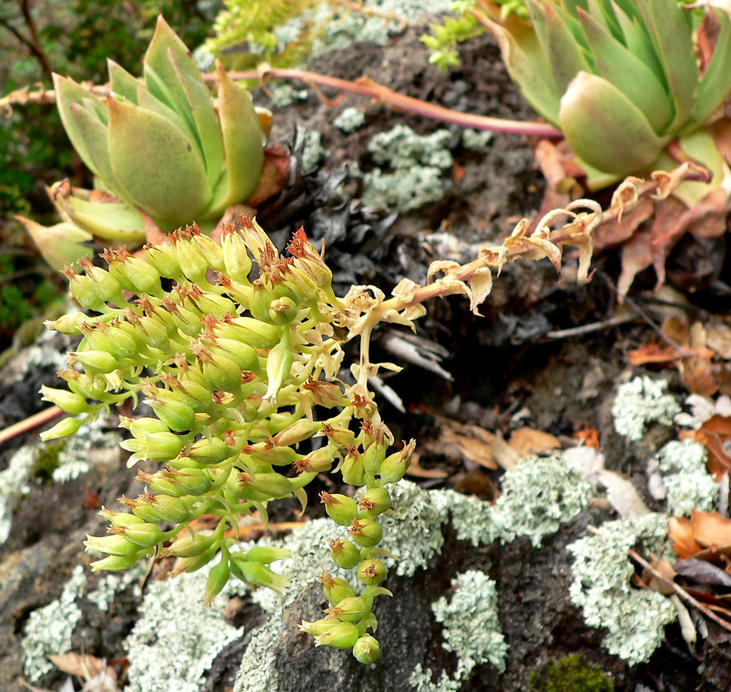 Dudleya candelabrum (Candleholder dudleya), native California herb
