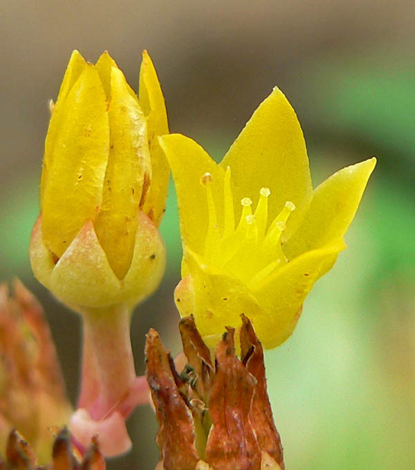 Dudleya cespitosa (Coast dudleya), native California herb