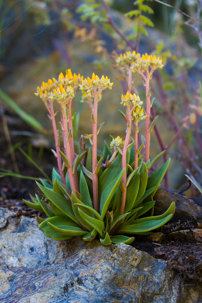Dudleya cymosa subsp. agourensis (Agoura hills dudleya), native California herb