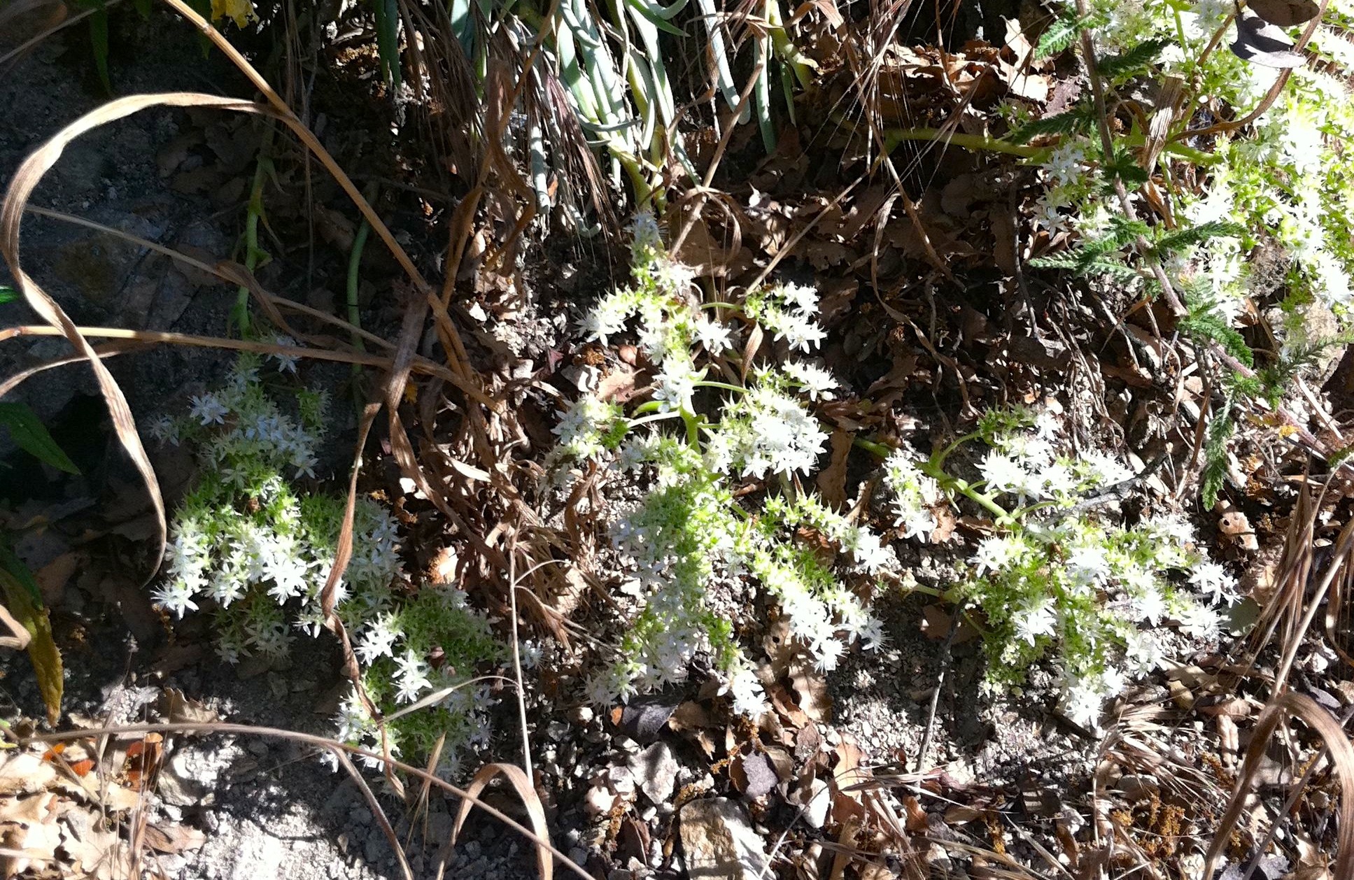 Dudleya densiflora (San gabriel mountains dudleya), native California herb