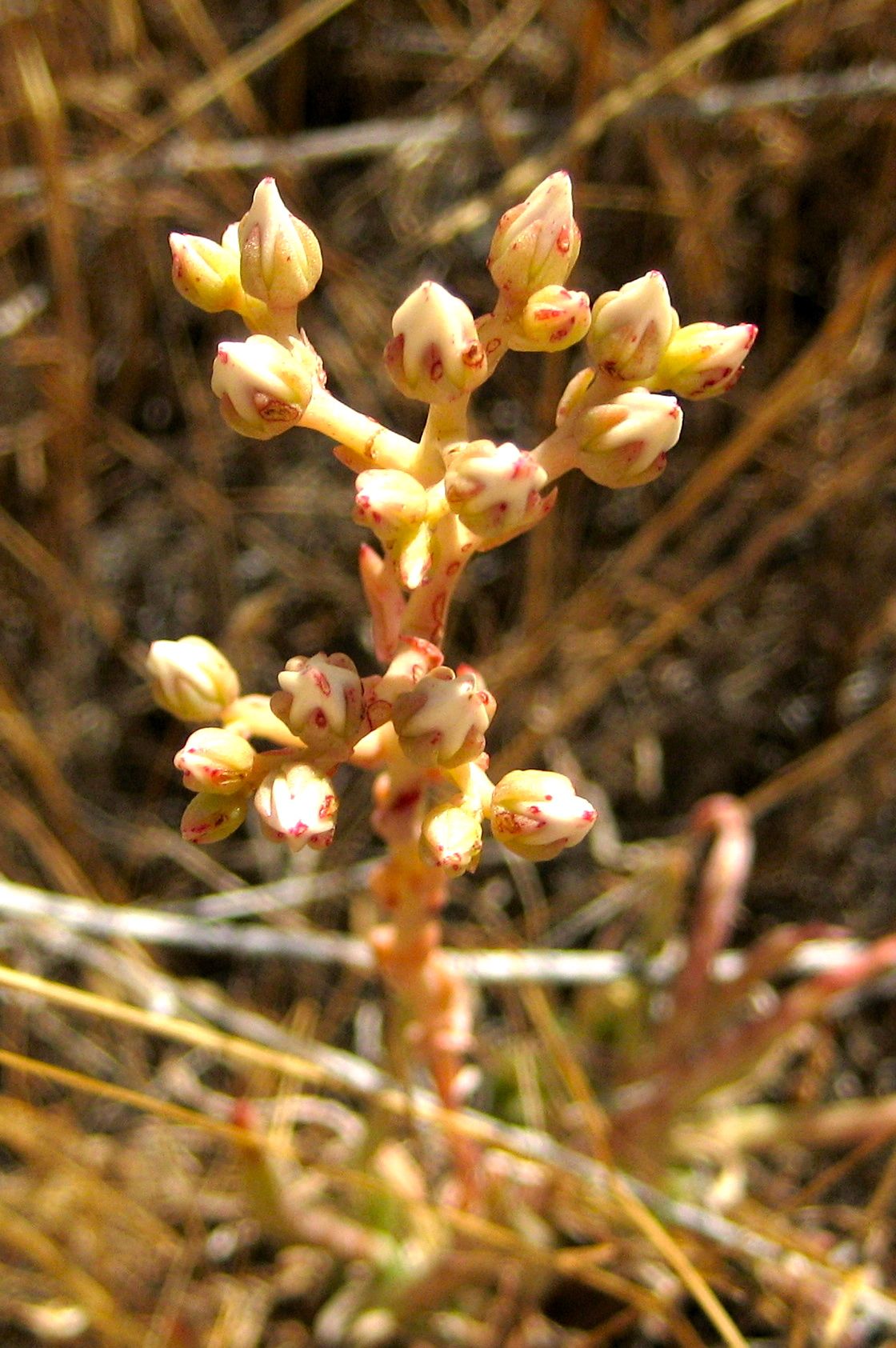 Dudleya edulis (Fingertips), native California herb