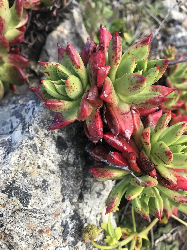 Dudleya farinosa (Bluff lettuce), native California herb
