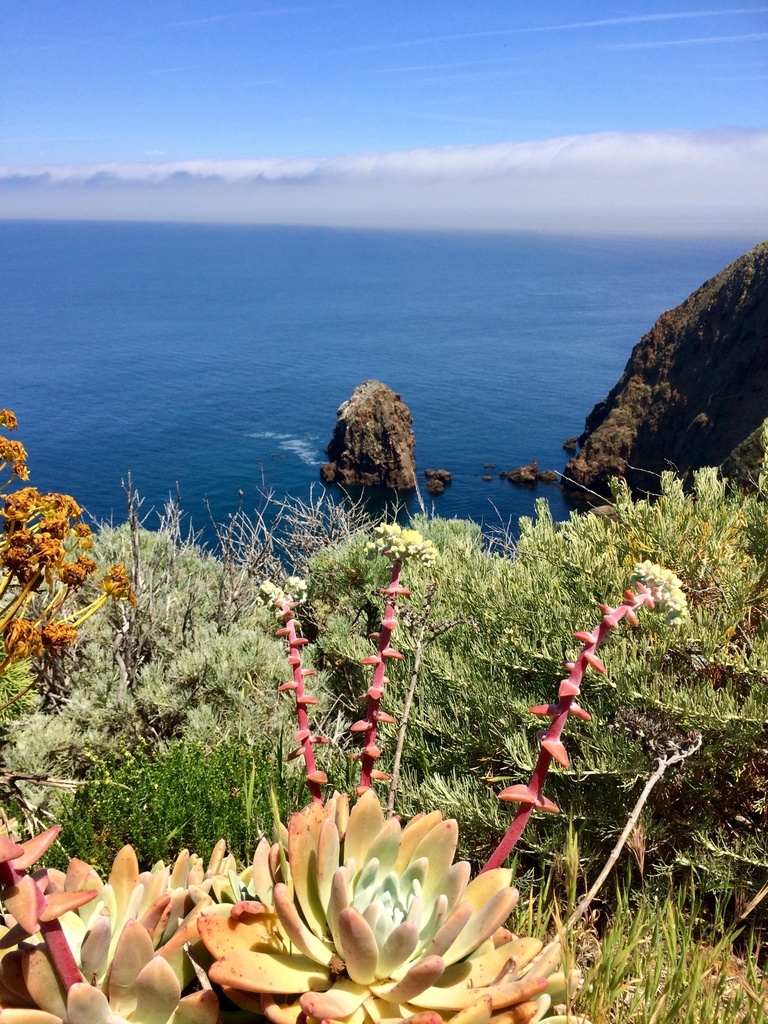 Dudleya greenei (Greene's dudleya), native California herb