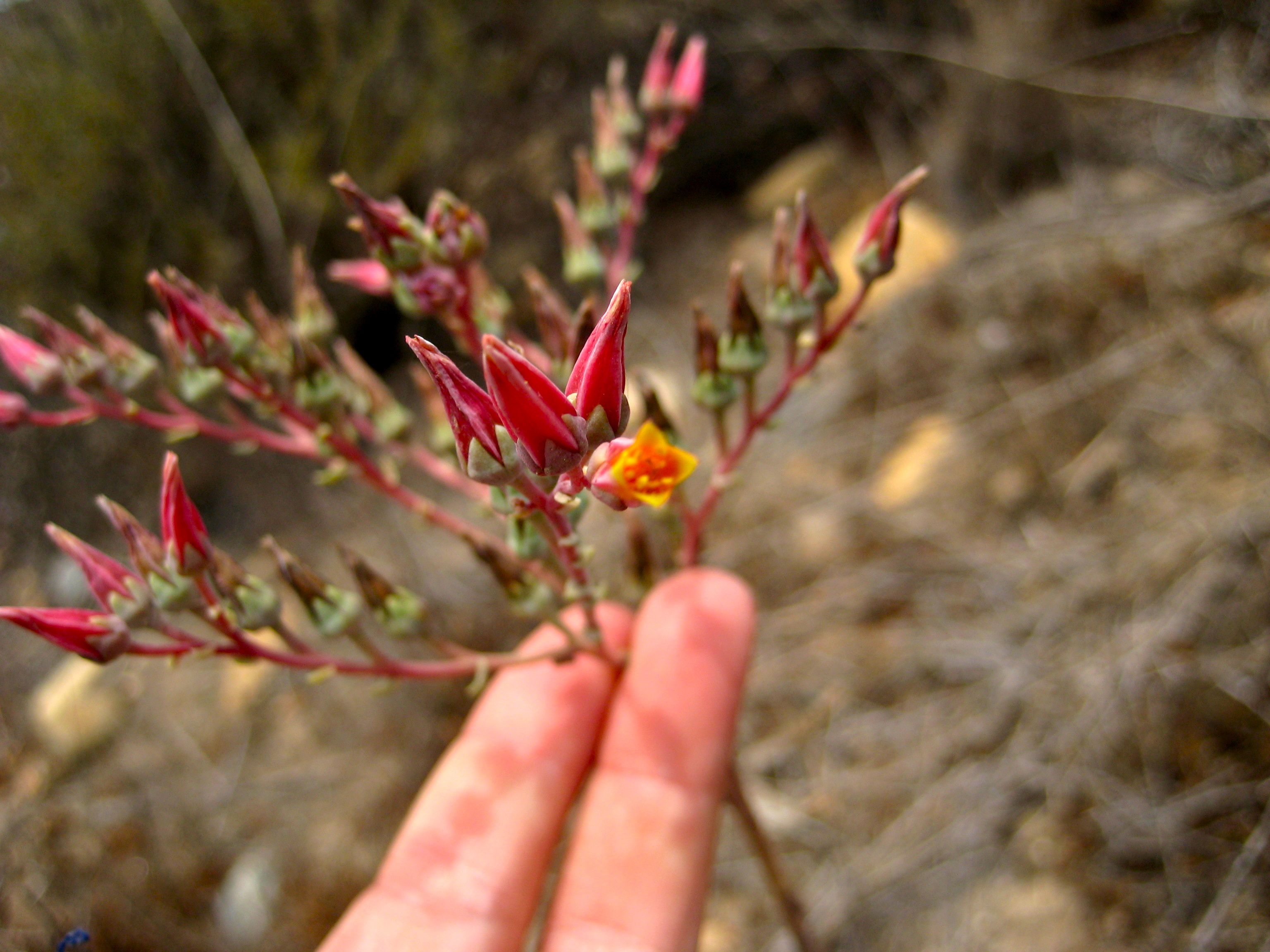 Dudleya lanceolata (Lance-leaved dudleya), native California herb