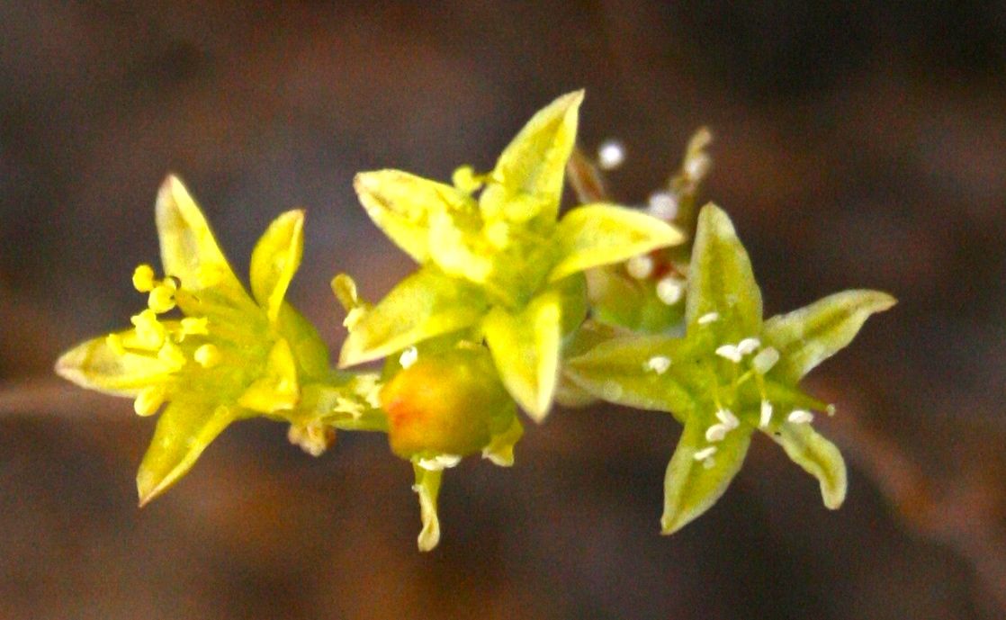 Dudleya multicaulis (Many-stemmed dudleya), native California herb