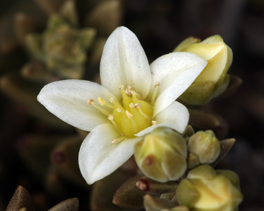 Dudleya nesiotica (Santa cruz island dudleya), native California herb