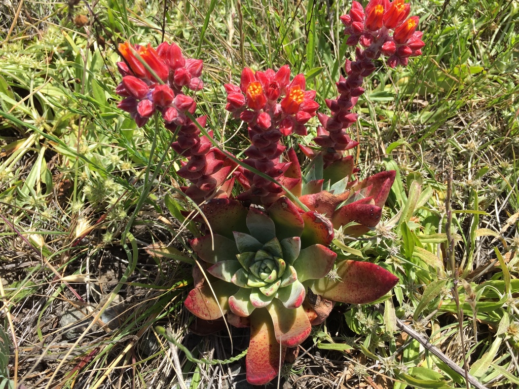 Dudleya palmeri (Palmer's dudleya), native California herb