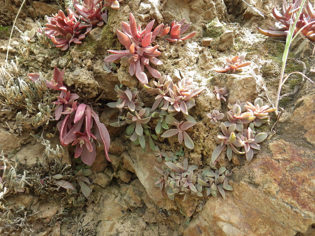 Dudleya parva (Conejo dudleya), native California perennial