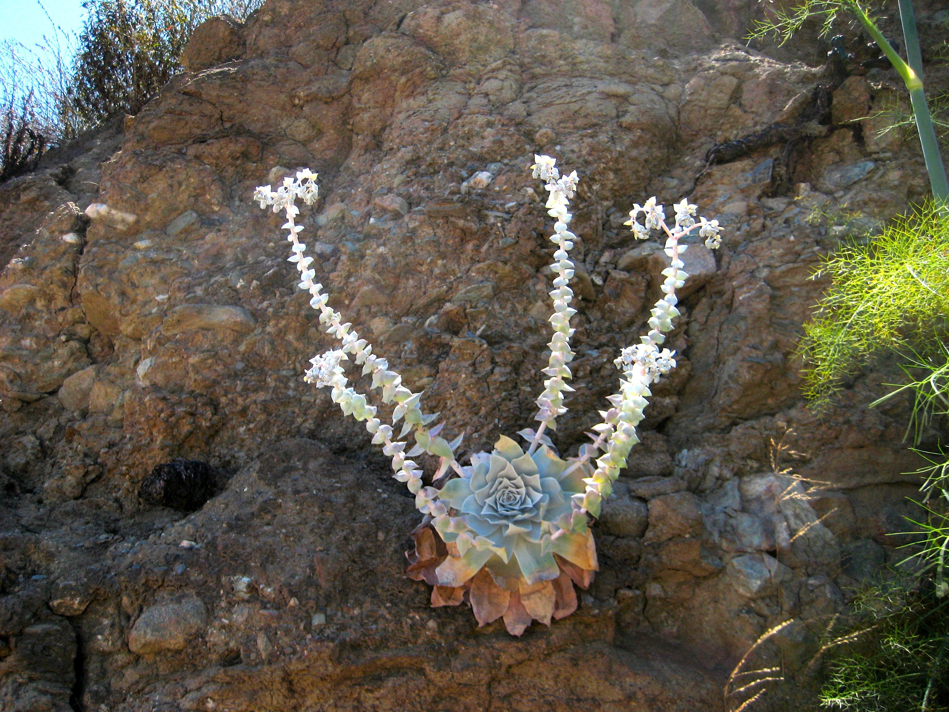 Dudleya pulverulenta (Chalk dudleya), native California herb