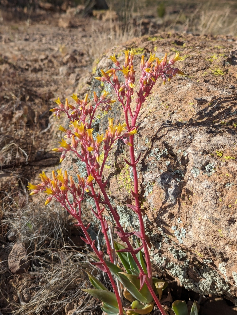 Dudleya saxosa (Panamint dudleya), native California herb