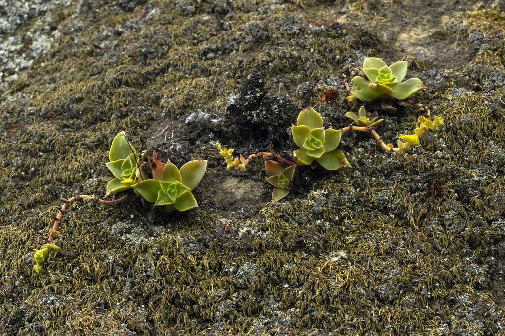 Dudleya stolonifera (Laguna beach dudleya), native California herb
