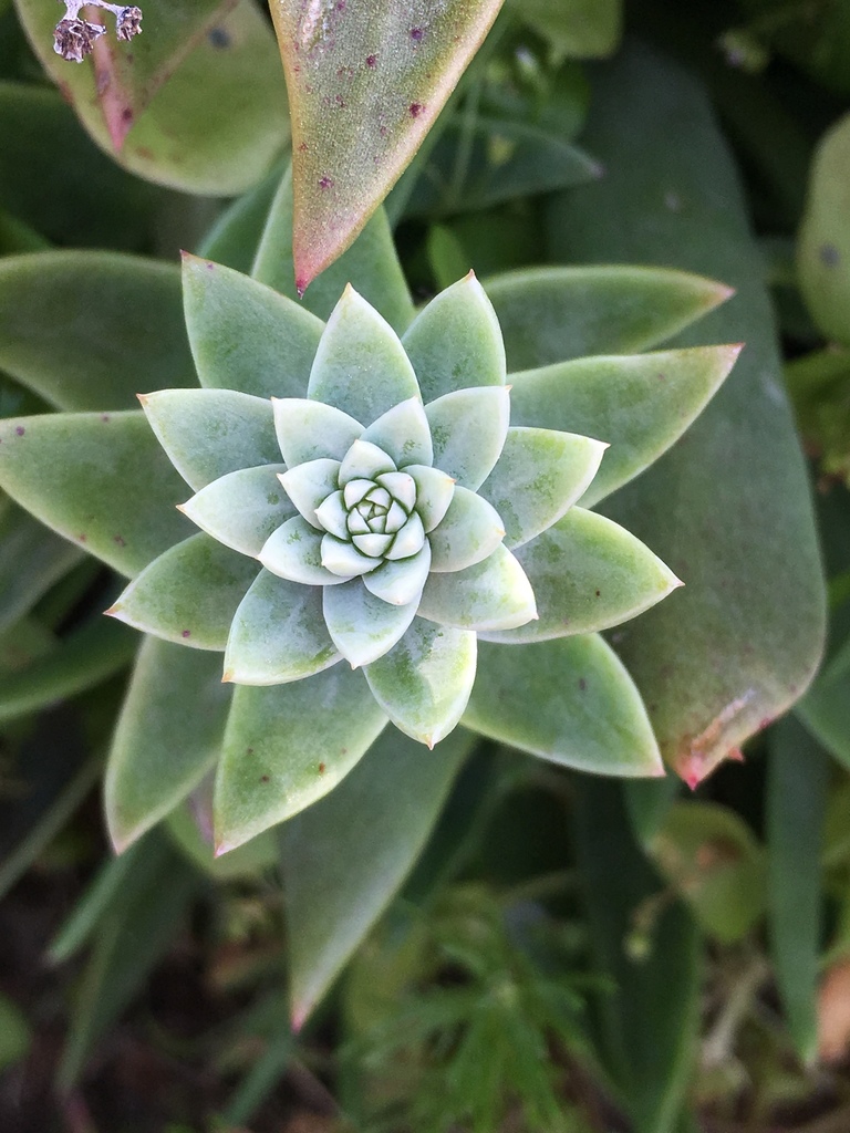 Dudleya traskiae (Santa barbara island dudleya), native California herb