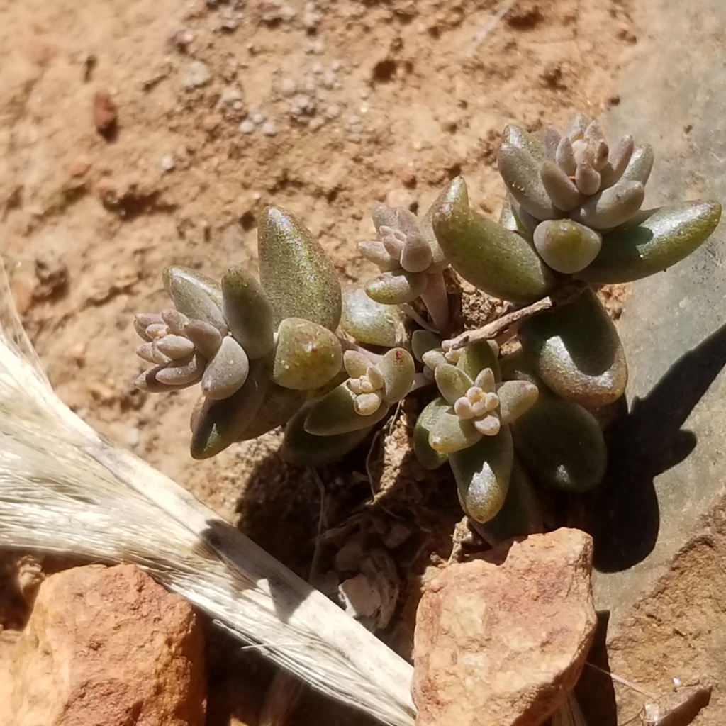 Dudleya variegata (Variegated dudleya), native California herb