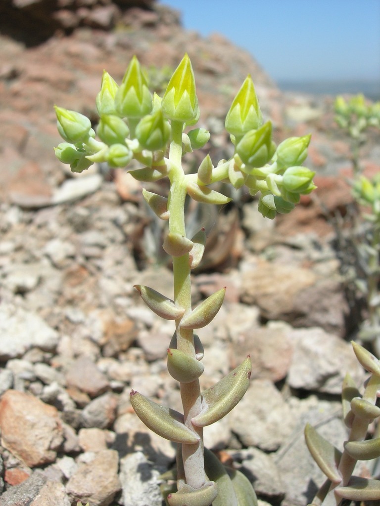 Dudleya verityi (Verity's dudleya), native California herb