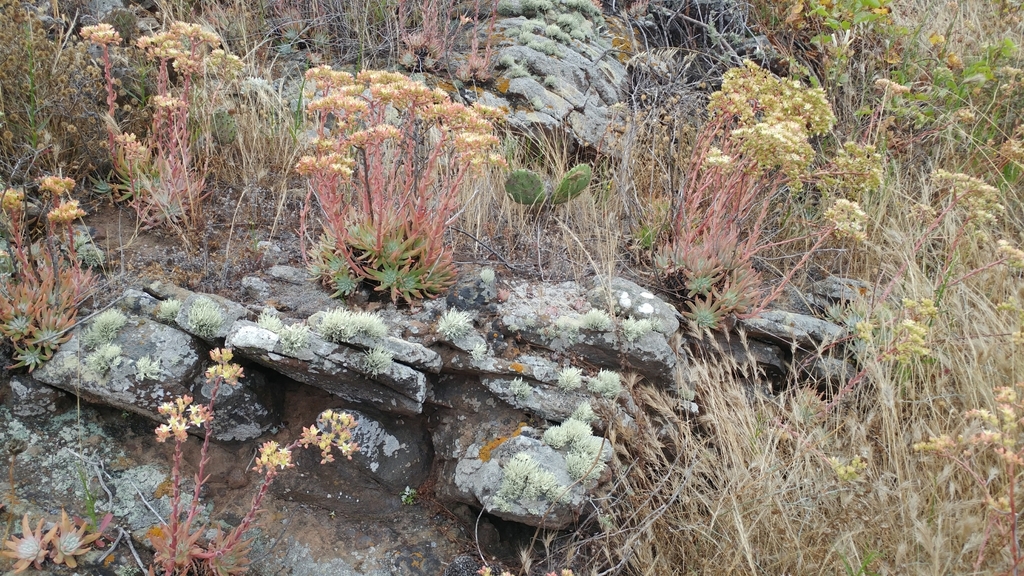 Dudleya virens — parent species of Dudleya virens subsp. virens