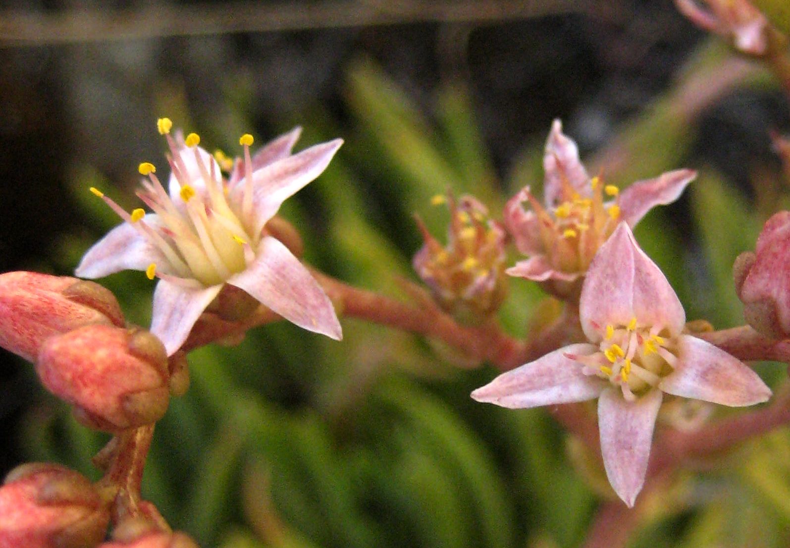 Dudleya viscida (Sticky dudleya), native California herb