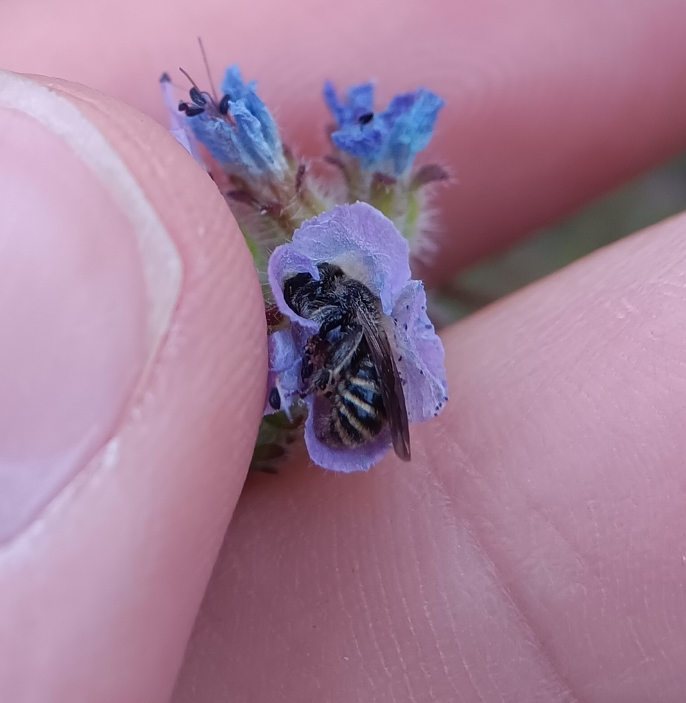 Dufourea stagei (Stage's Dufourine Bee), California species