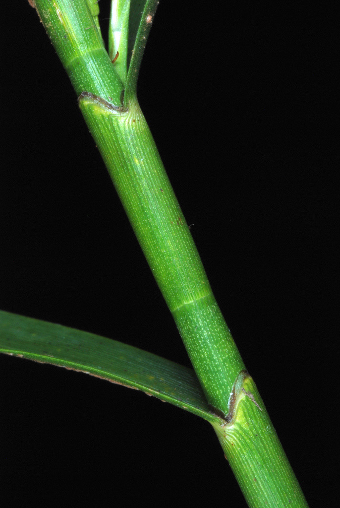 Dulichium arundinaceum var. arundinaceum (Three-way sedge), native California grass