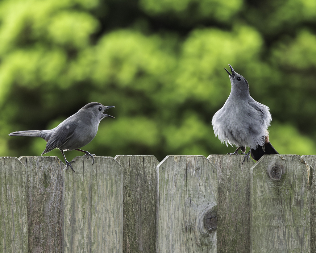 Dumetella carolinensis (Gray Catbird), California species