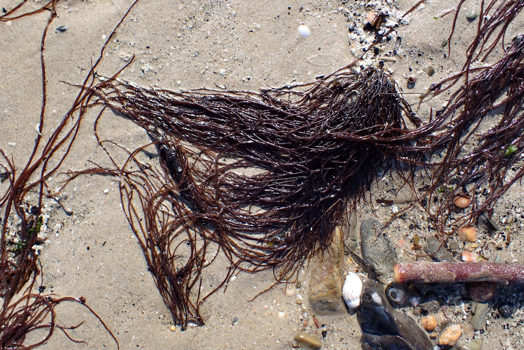 Dumontia oregonensis (Hairy Water Flea), California species