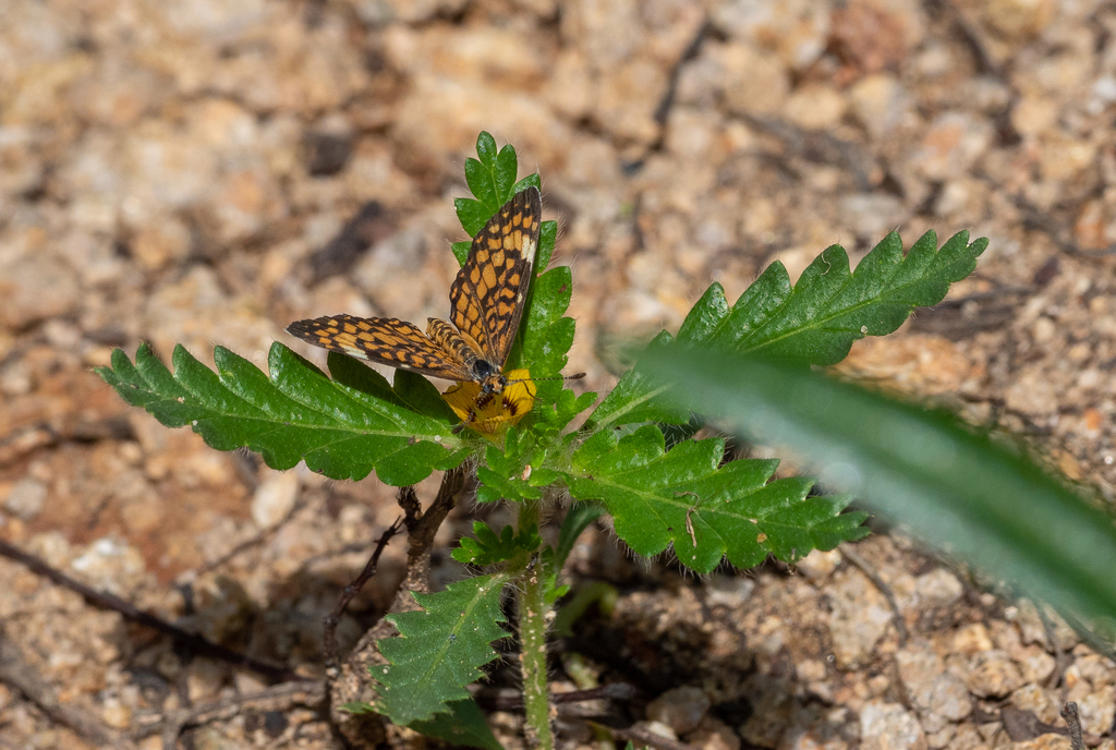 Dymasia dymas (Tiny Checkerspot), California species