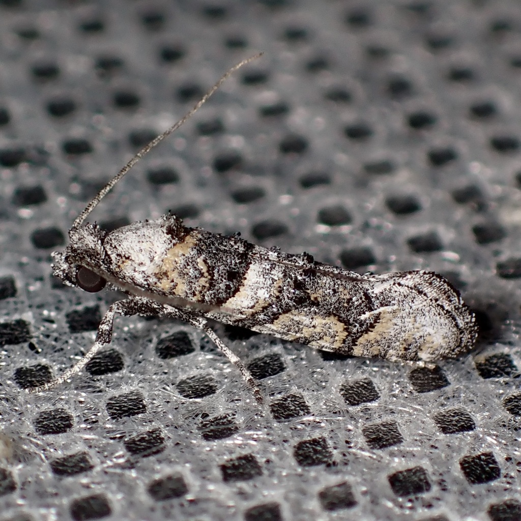 Dyotopasta yumaella, California species