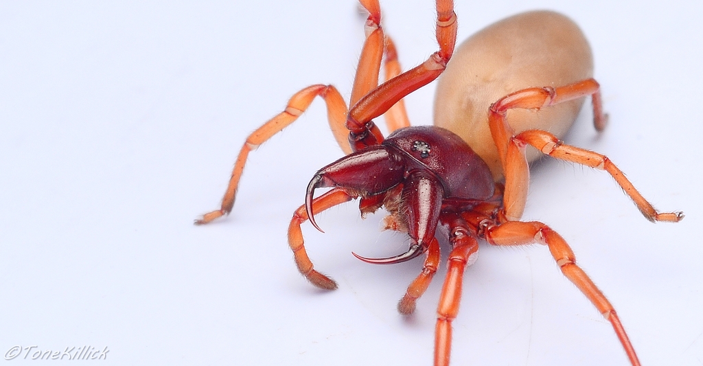 Dysdera crocata (Woodlouse Spider), California species