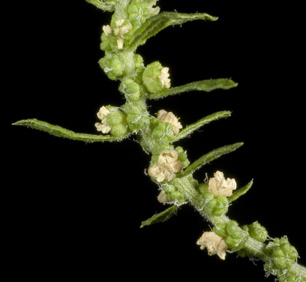 Dysphania ambrosioides (Mexican tea), non-native California subshrub