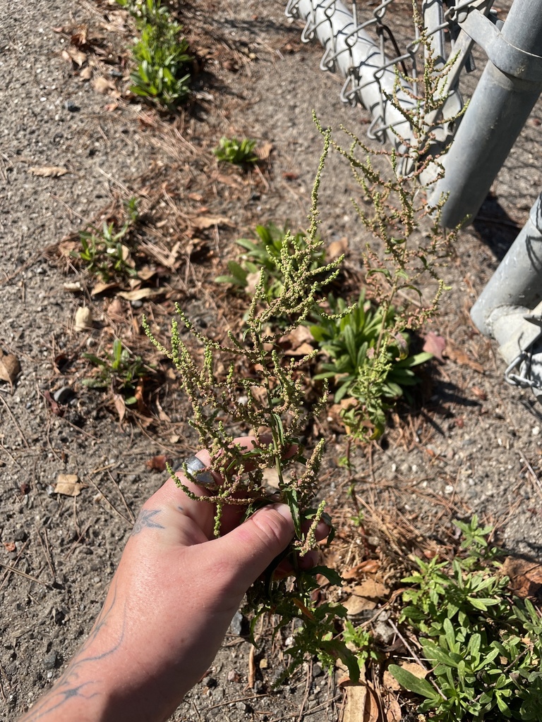 Dysphania anthelmintica (Wormseed), non-native California herb