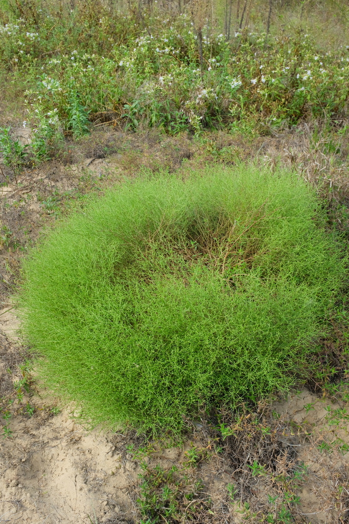Dysphania atriplicifolia (Winged pigweed, tumble ringwing), non-native California herb