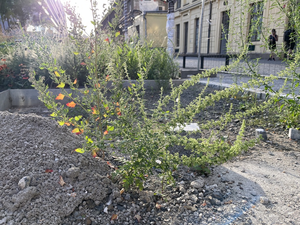 Dysphania botrys (Jerusalem oak), non-native California herb