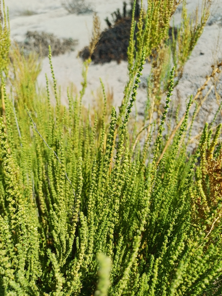 Dysphania chilensis, non-native California herb