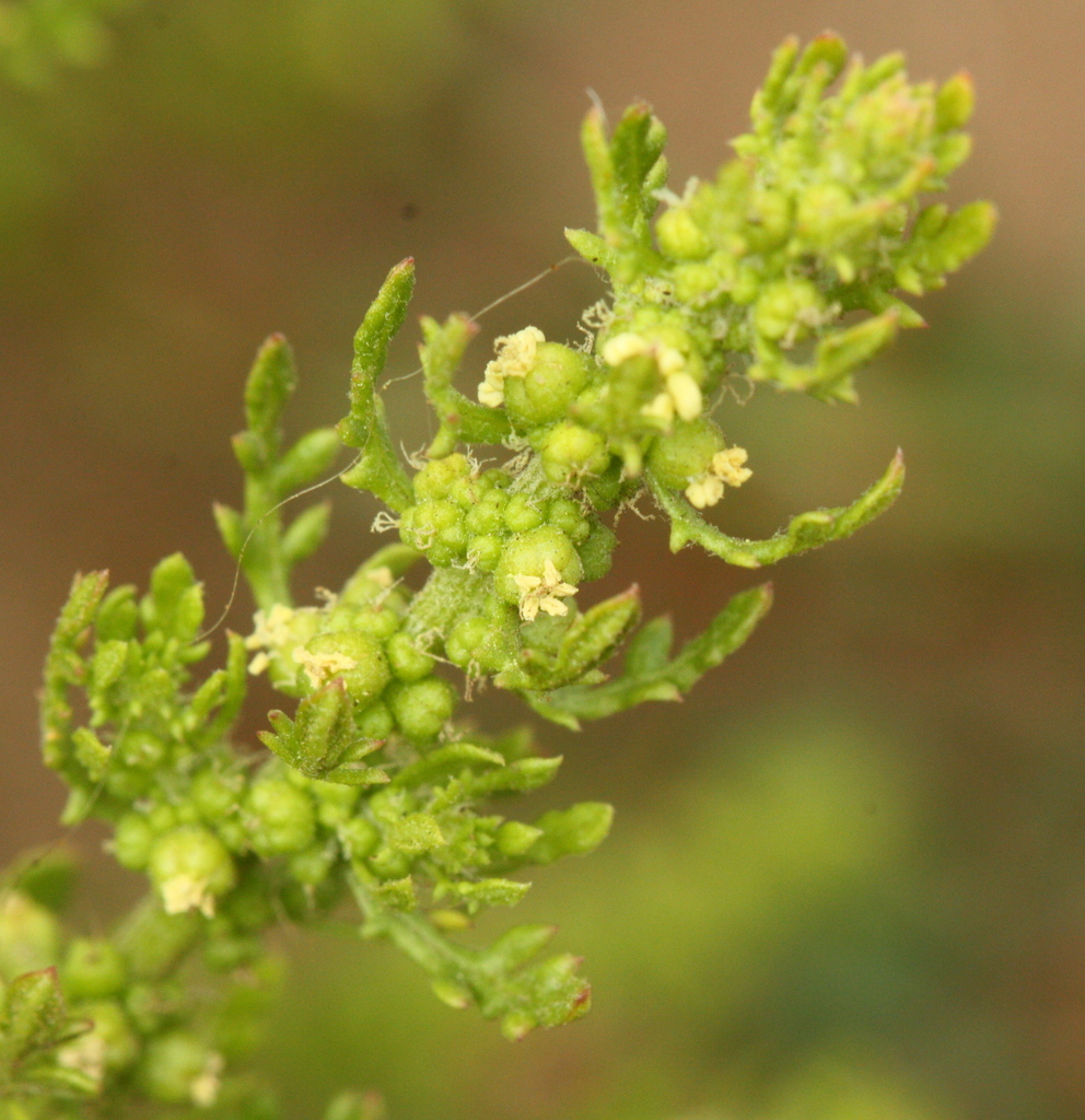Dysphania multifida (Cut leaved goosefoot), non-native California subshrub