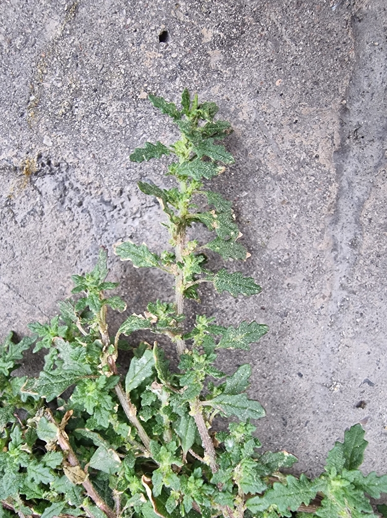 Dysphania pumilio (Tasmanian goosefoot), non-native California herb