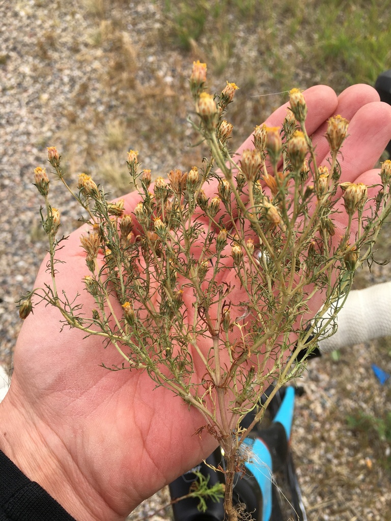 Dyssodia papposa (Dogweed), non-native California herb