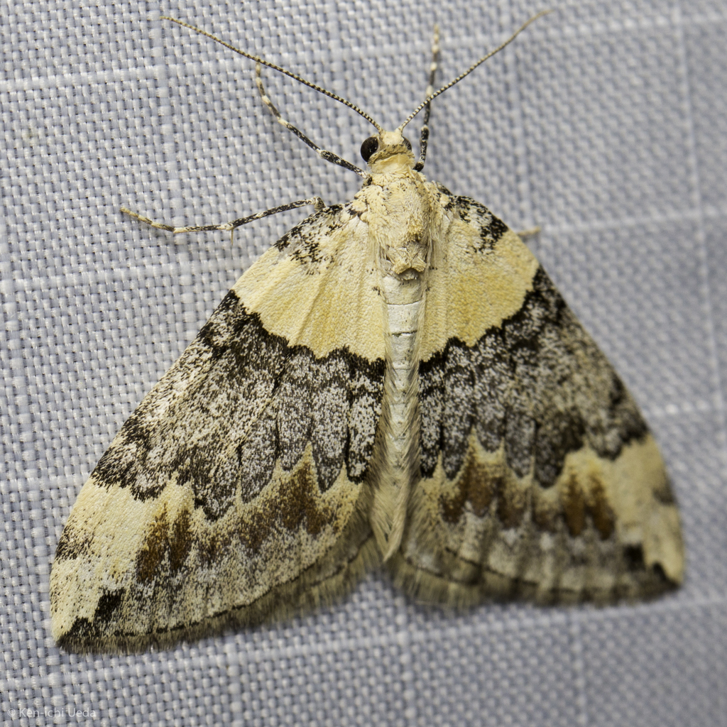 Dysstroma brunneata, California species
