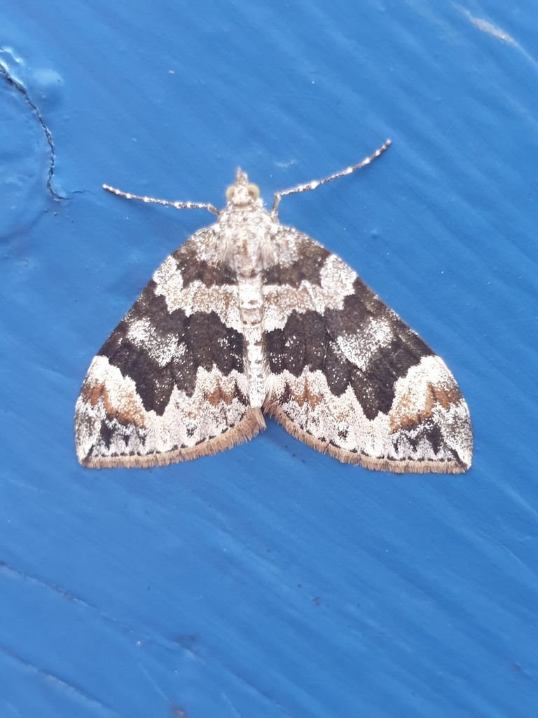 Dysstroma citrata (Dark Marbled Carpet), California species