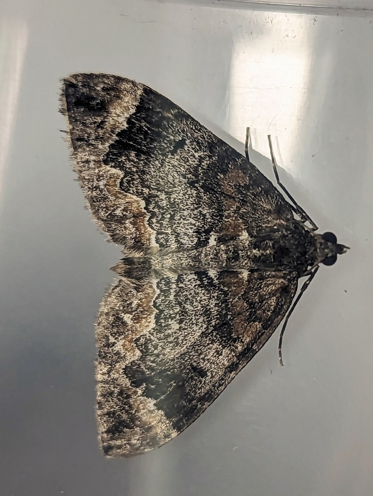 Dysstroma mancipata (Mancipate Carpet Moth), California species