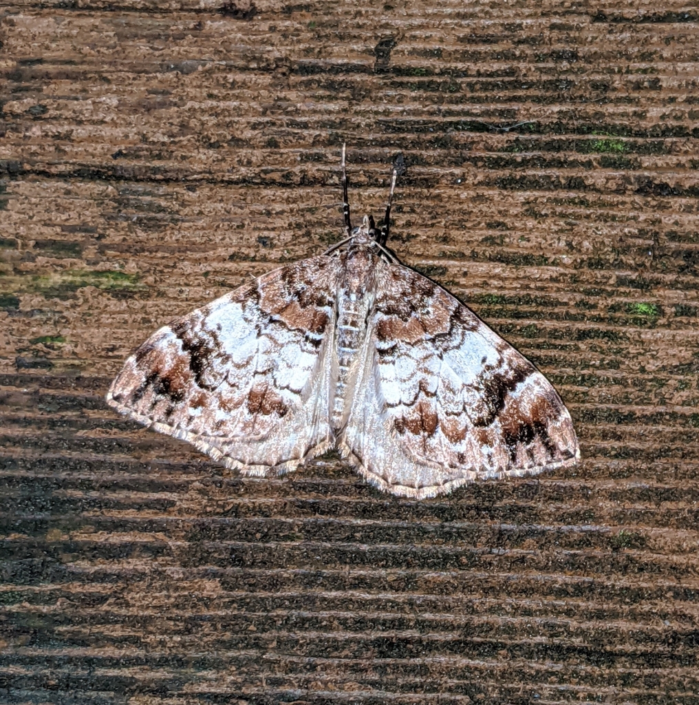Dysstroma sobria (1-spotted Rhododendron Moth), California species