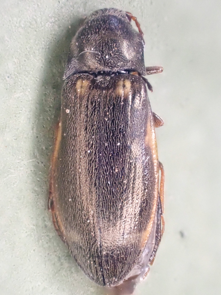 Eanus hatchi (Hatch’s click beetle), California species