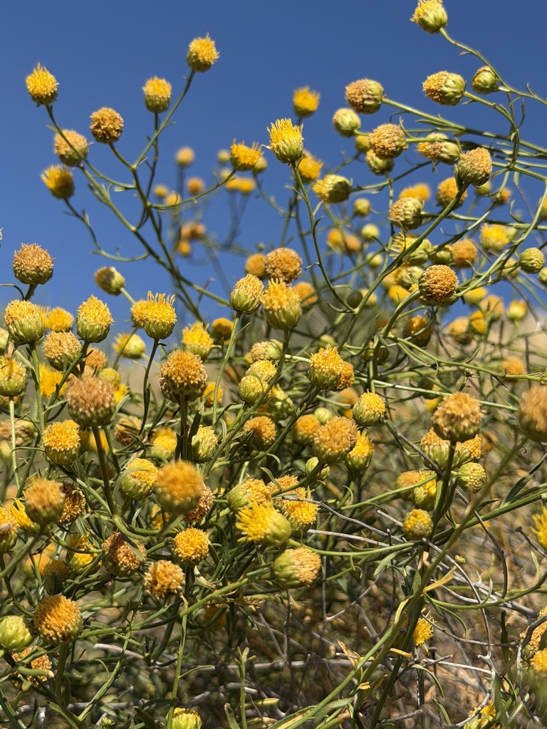 Eastwoodia elegans (Eastwoodia), native California shrub
