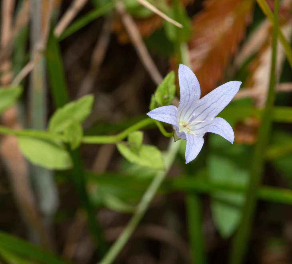 Eastwoodiella californica (Swamp harebell), native California herb