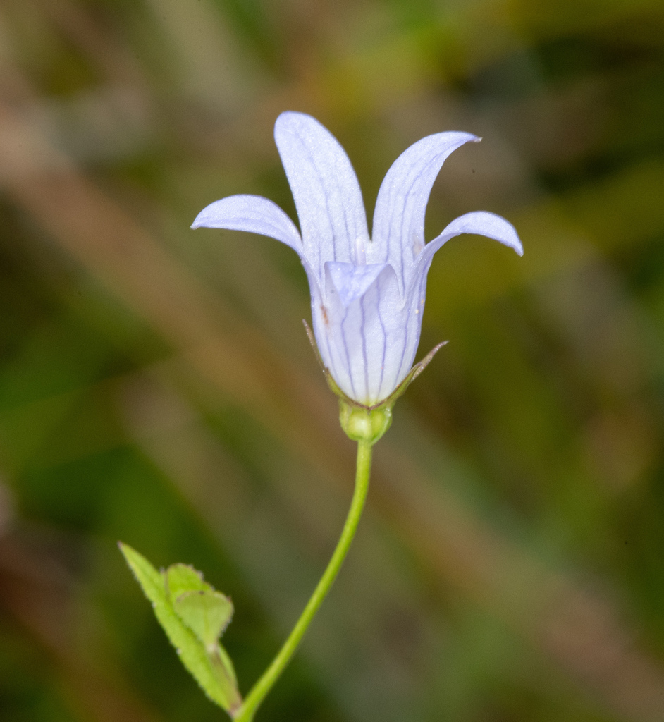 Eastwoodiella sp. (Harebell), California perennial