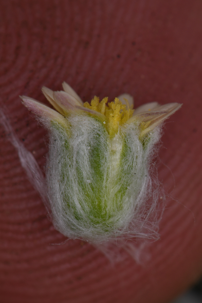 Eatonella nivea (White eatonella), native California herb