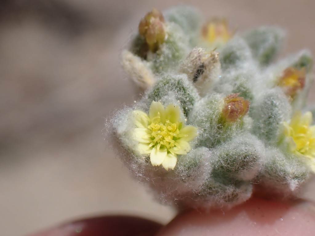Eatonella sp., native California annual