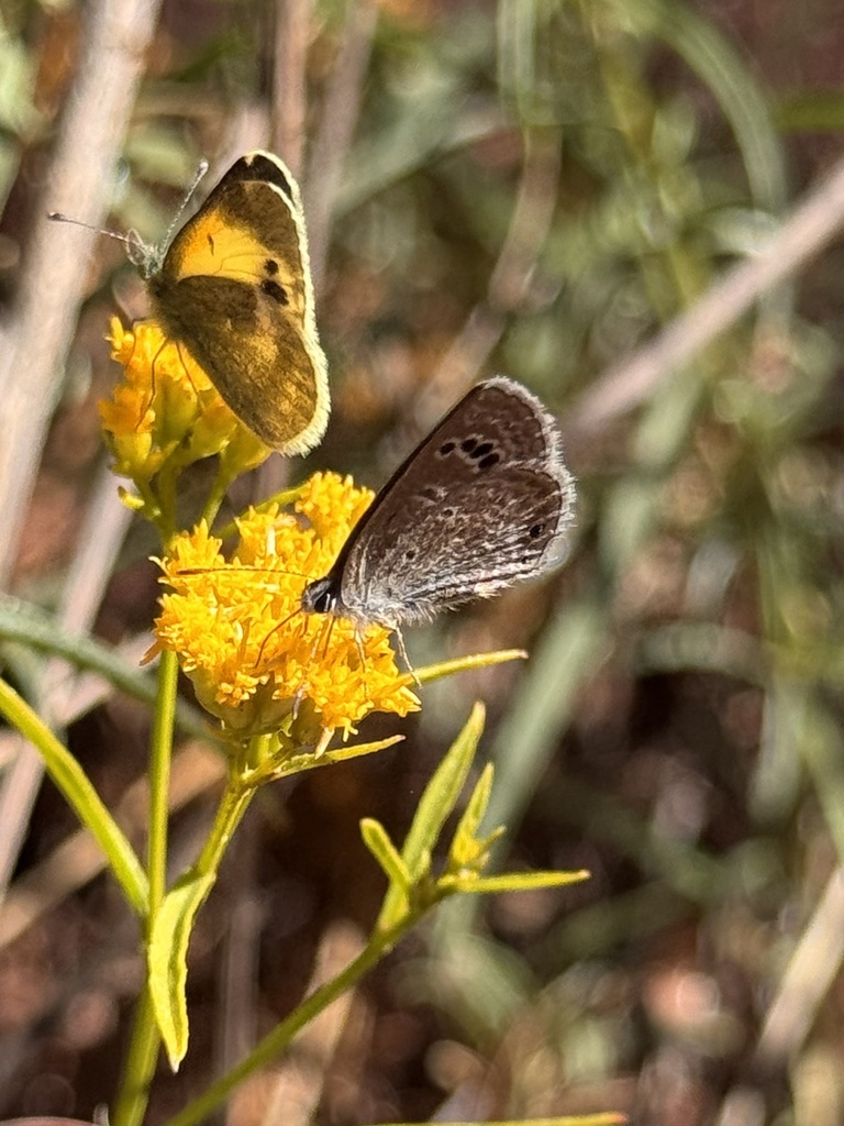 Echinargus isola (Reakirt's Blue), California species
